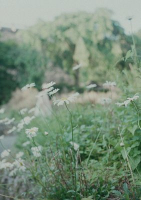 Chamomile in North Village