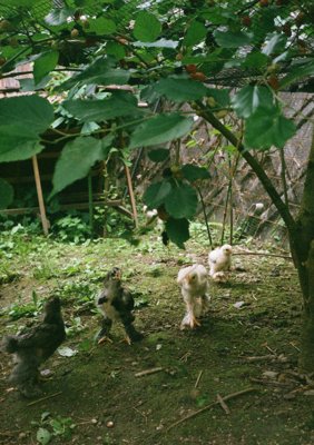 Little Chicks at leisure under the Mulberry trees
